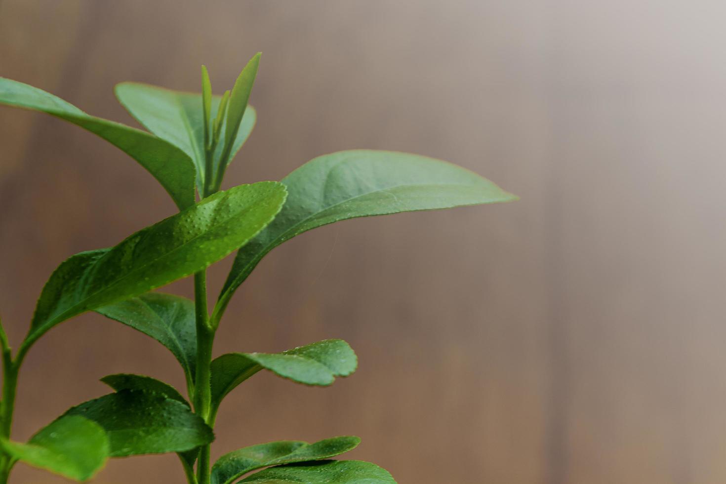 Blurred image of green plant on wooden background for text photo