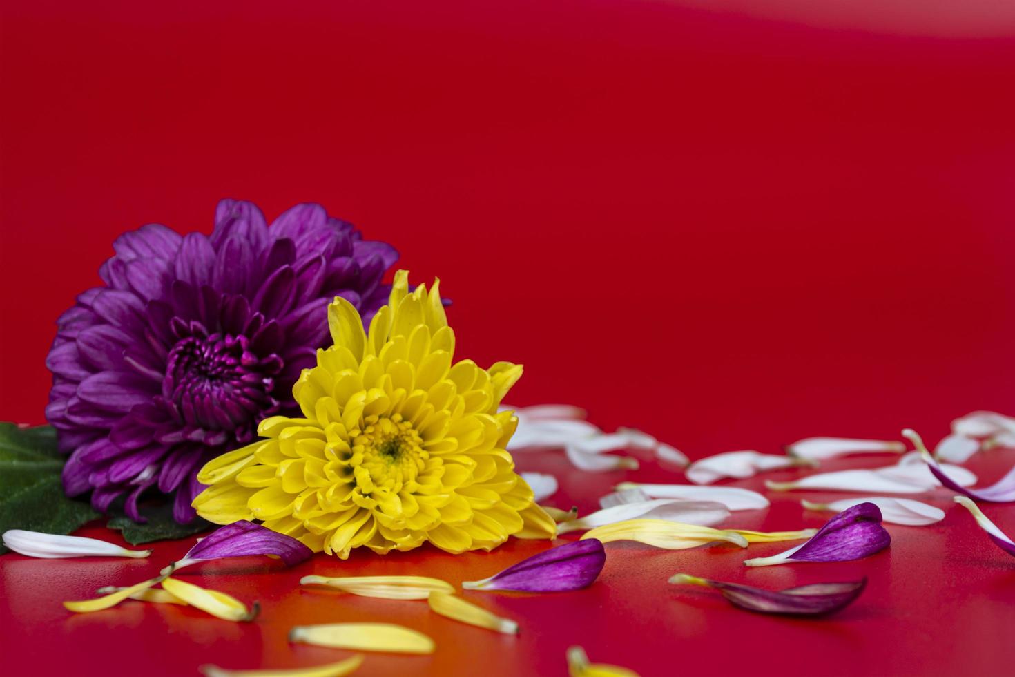 Flower petals on red background. Valentine's and Mother's Day concept photo