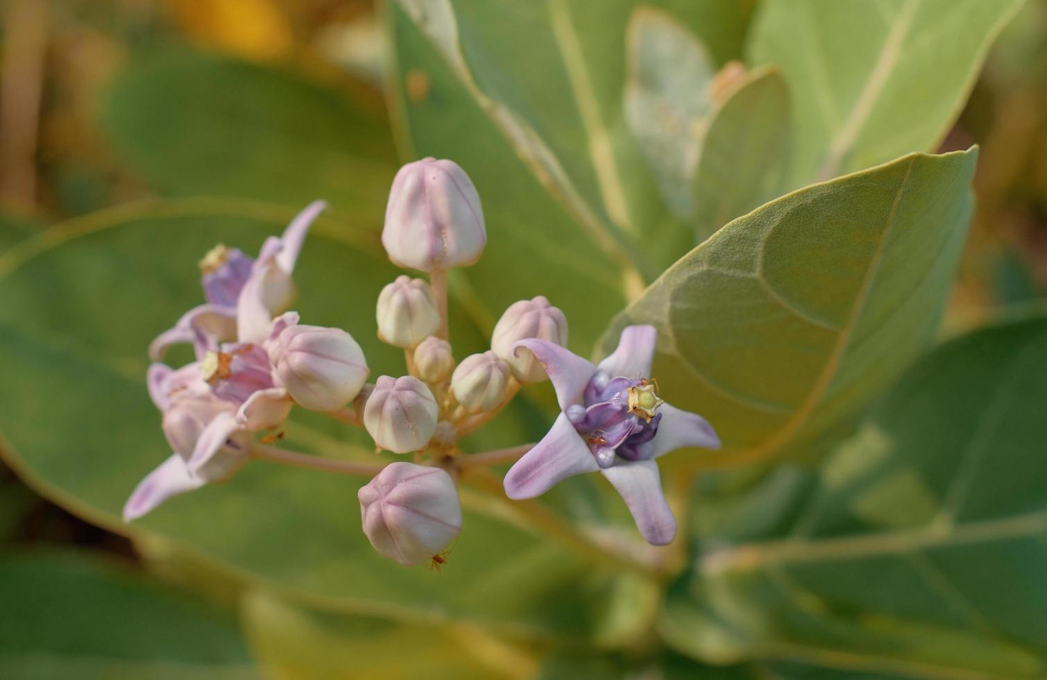 Blooming Crown Flower, Giant Milkweed, Calotropis gigantea, Giant Calotrope Flower photo