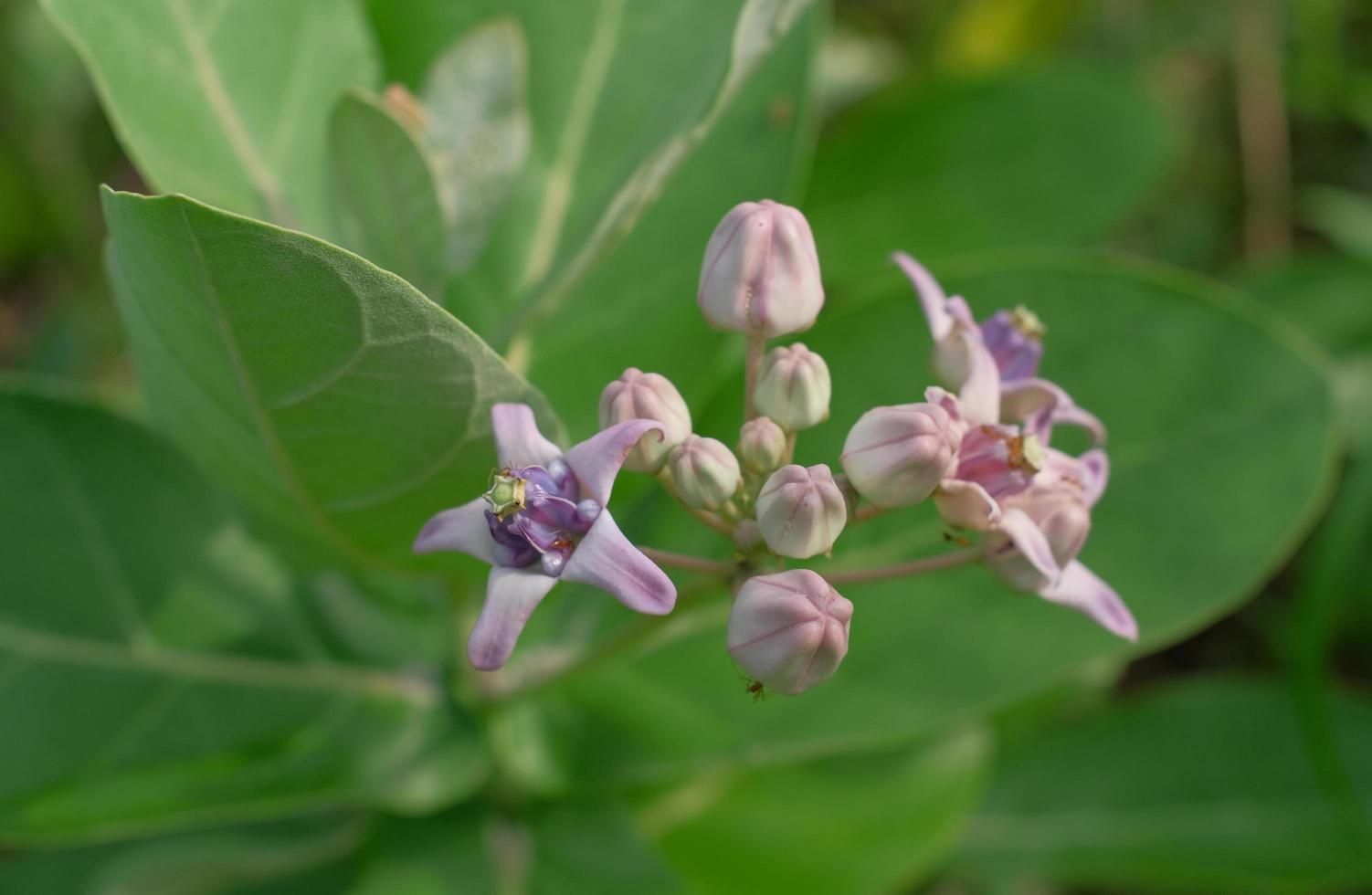 Blooming Crown Flower, Giant Milkweed, Calotropis gigantea, Giant Calotrope Flower photo