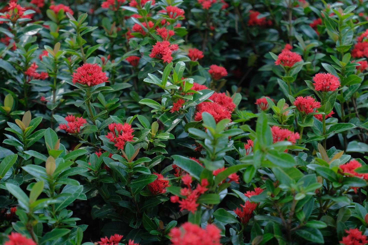 Saraca asoca or Ixora Flower - The ashoka is a rain-forest tree. Red asoka flowers bloom in the garden photo