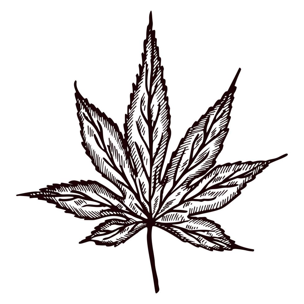 Leaf maple engraved in isolated white background. Vintage canadian botanical foliage in hand drawn style. vector