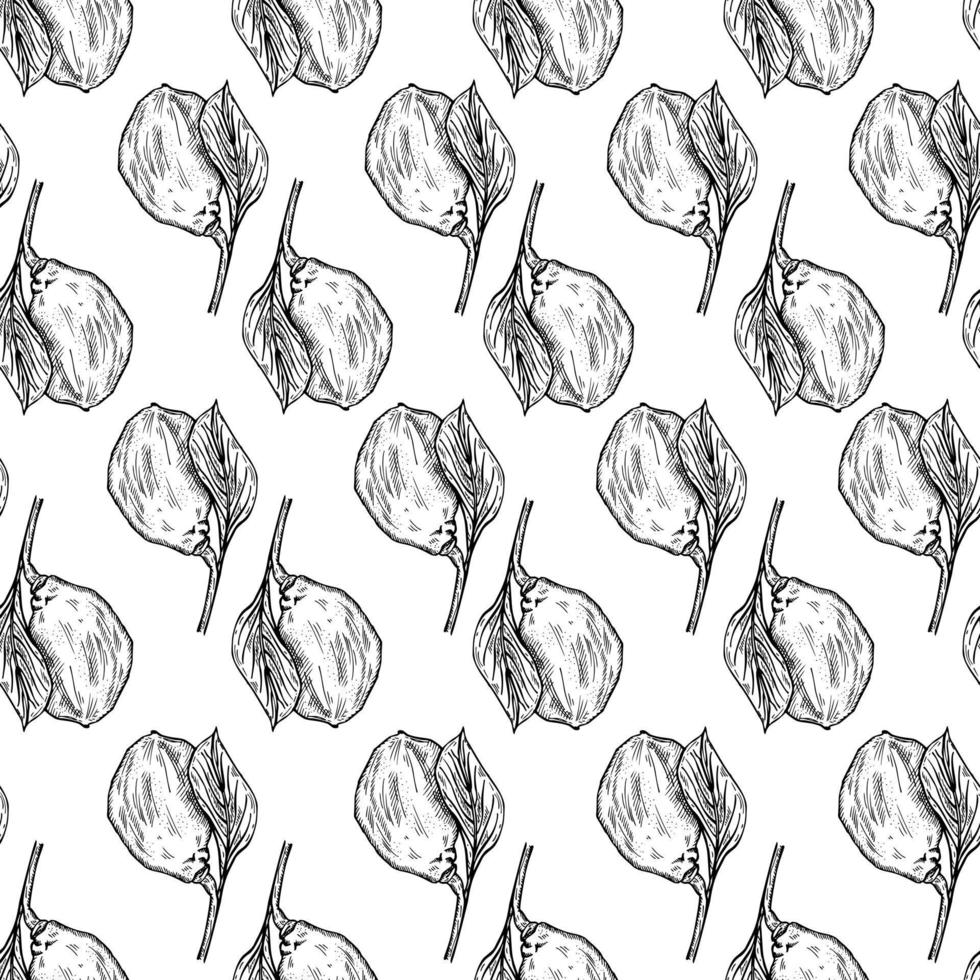 Seamless pattern engraved lemon on branch with leaves. Vintage background lime growing on twig in hand drawn style. vector