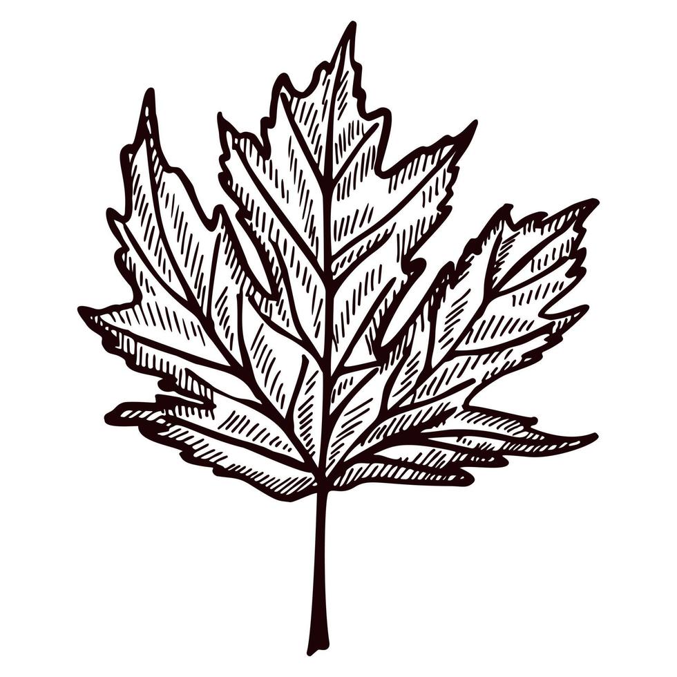 hoja de arce grabada en fondo blanco aislado. follaje botánico canadiense vintage en estilo dibujado a mano. vector