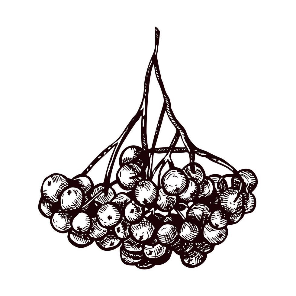 serba con rama grabada en fondo blanco aislado. ashberry detallado botánico vintage en estilo dibujado a mano. vector