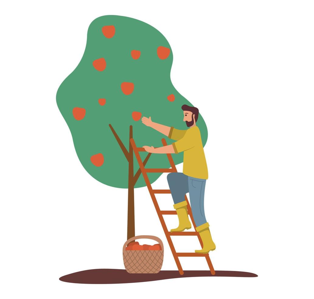 el hombre está cosechando manzanas. Árbol de frutas. cesta de manzanas rojas maduras. vector de ilustración plana de dibujos animados de personaje de granjero.recogiendo manzana.recogiendo fruta.