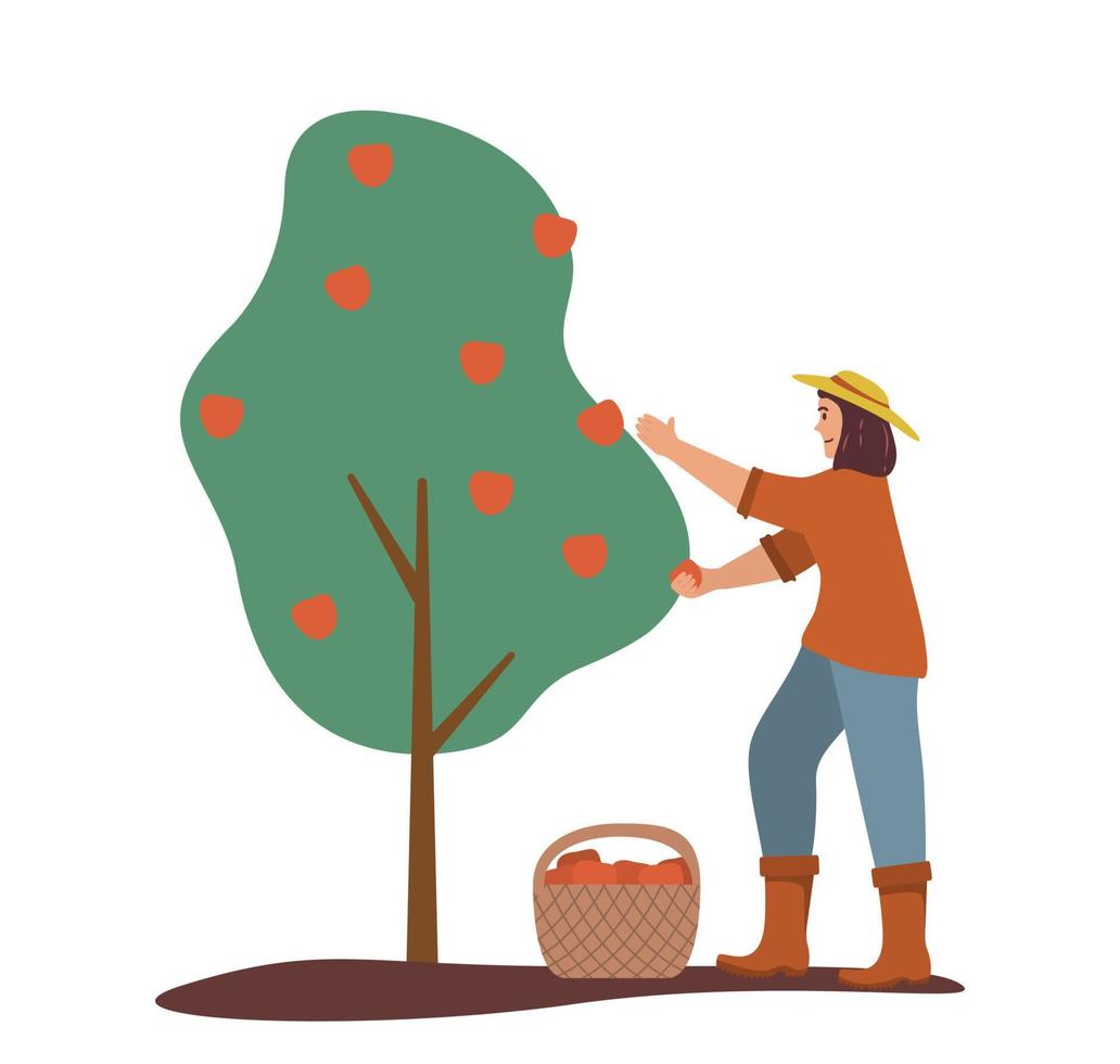 Girl harvesting apples. Fruit tree. Ripe red apples basket .Flat Illustration vector.Isolated on white background.Picking apple. vector