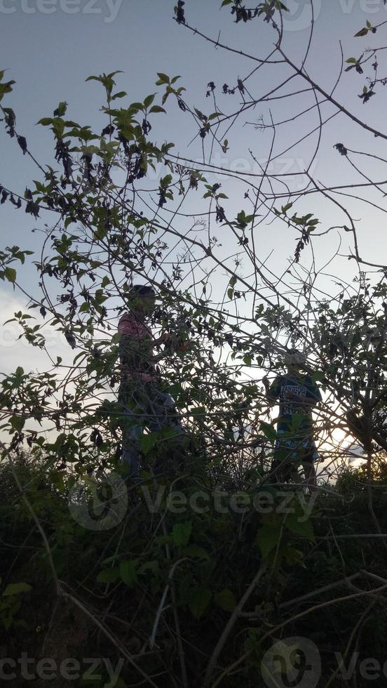 silueta de una rama de árbol en el fondo del cielo foto