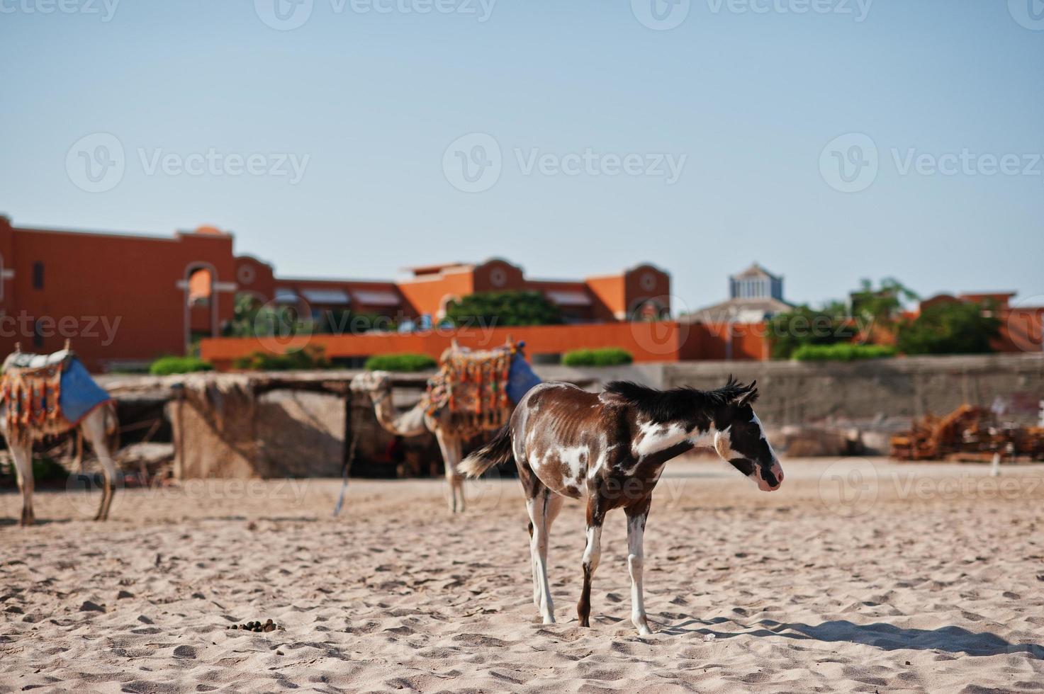 Small horse on the beach walking on sand photo