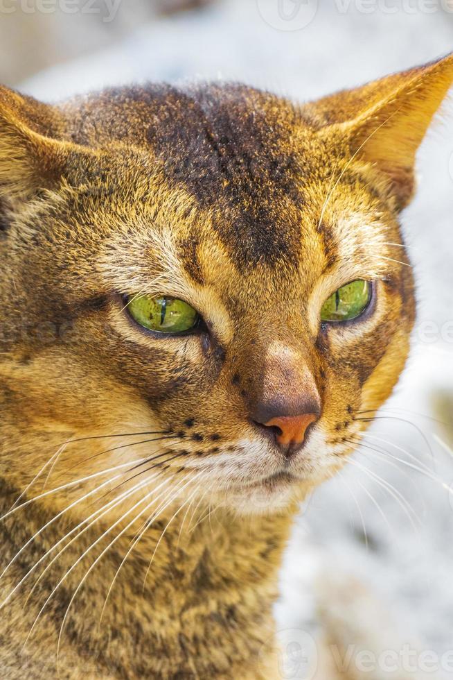 hermoso gato lindo con ojos verdes en la selva tropical de México. foto
