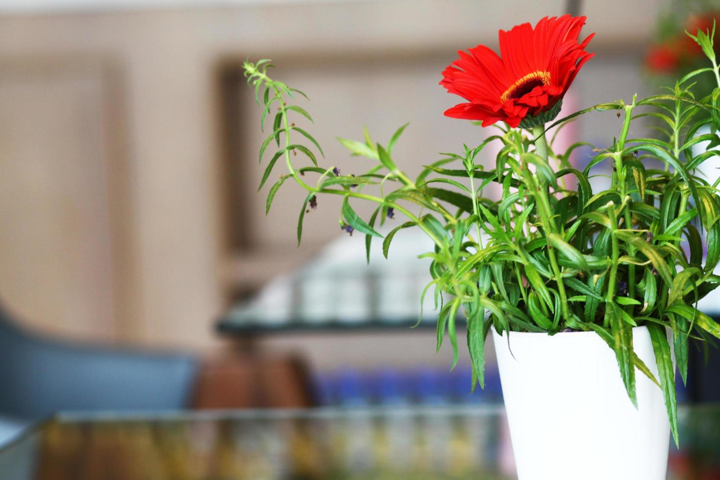 gerbera roja o flores de margarita barberton en jarrón de cerámica blanca foto