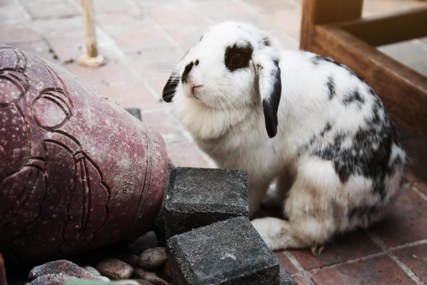 lindo conejito de conejo blanco en el piso de concreto. foto