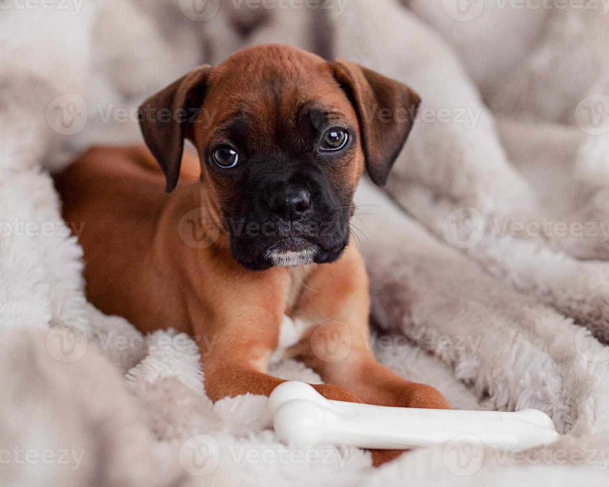 Boxer Puppy Dog photo
