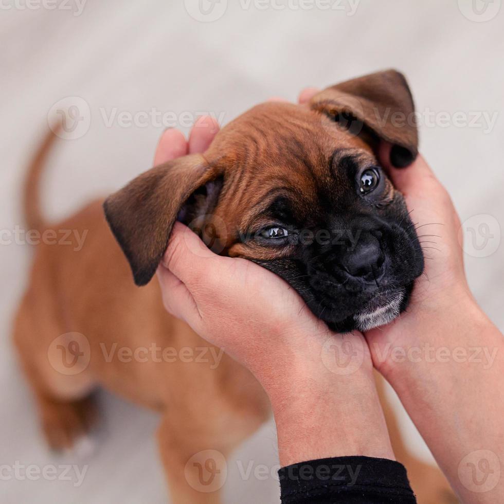 cachorro de boxeador foto