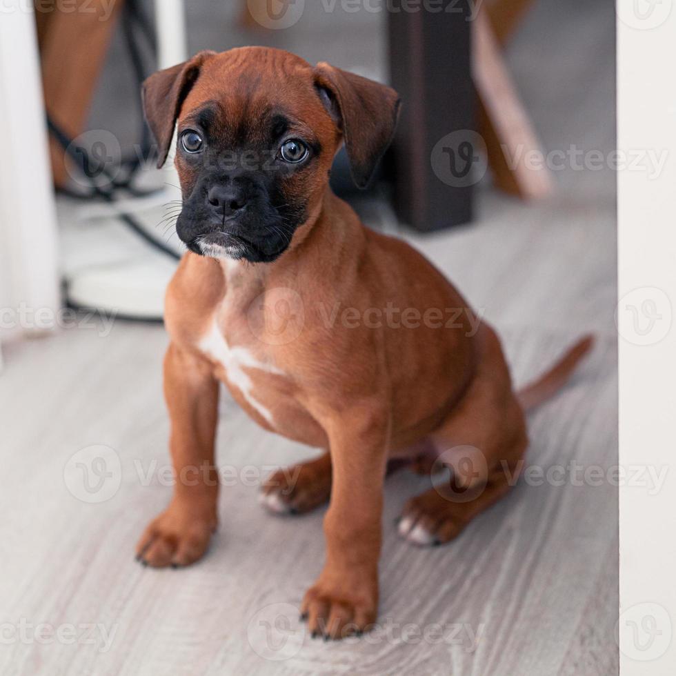 Boxer Puppy Dog photo