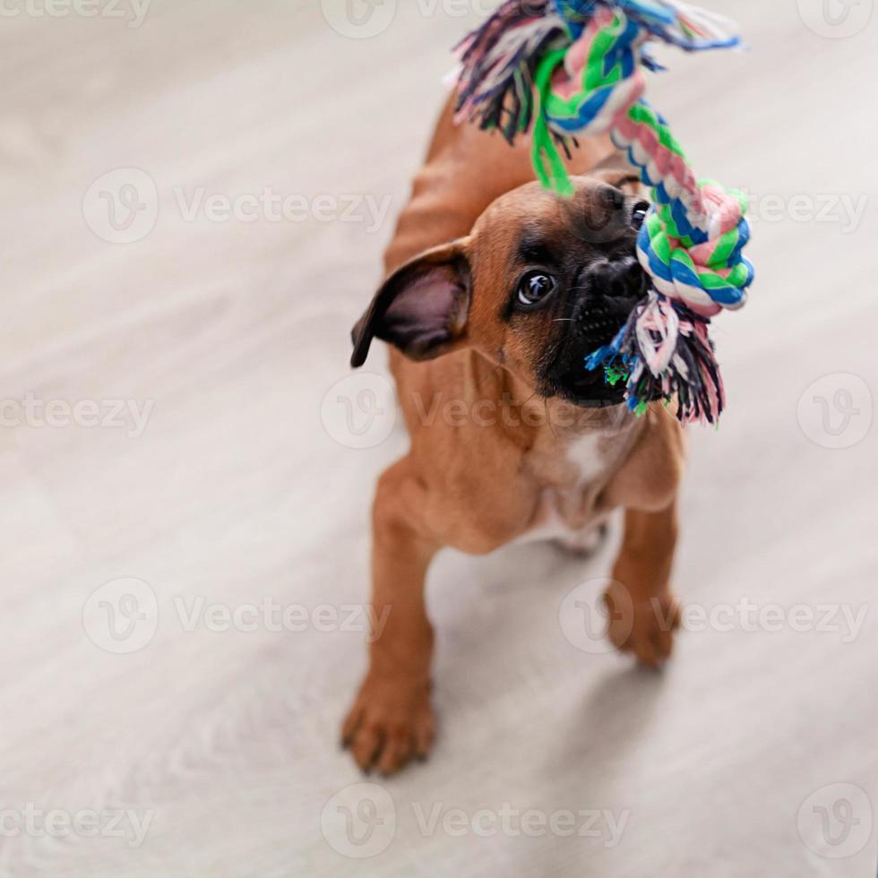 cachorro de boxeador foto