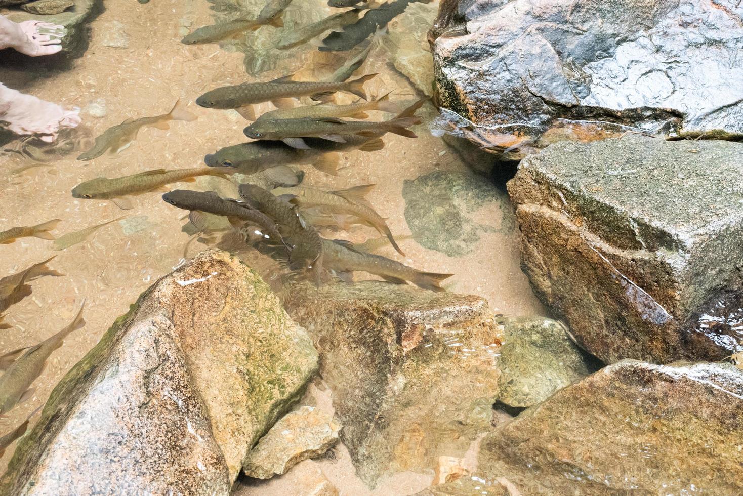 The fishes swimming in the river is very shallow water stone. Thailand photo