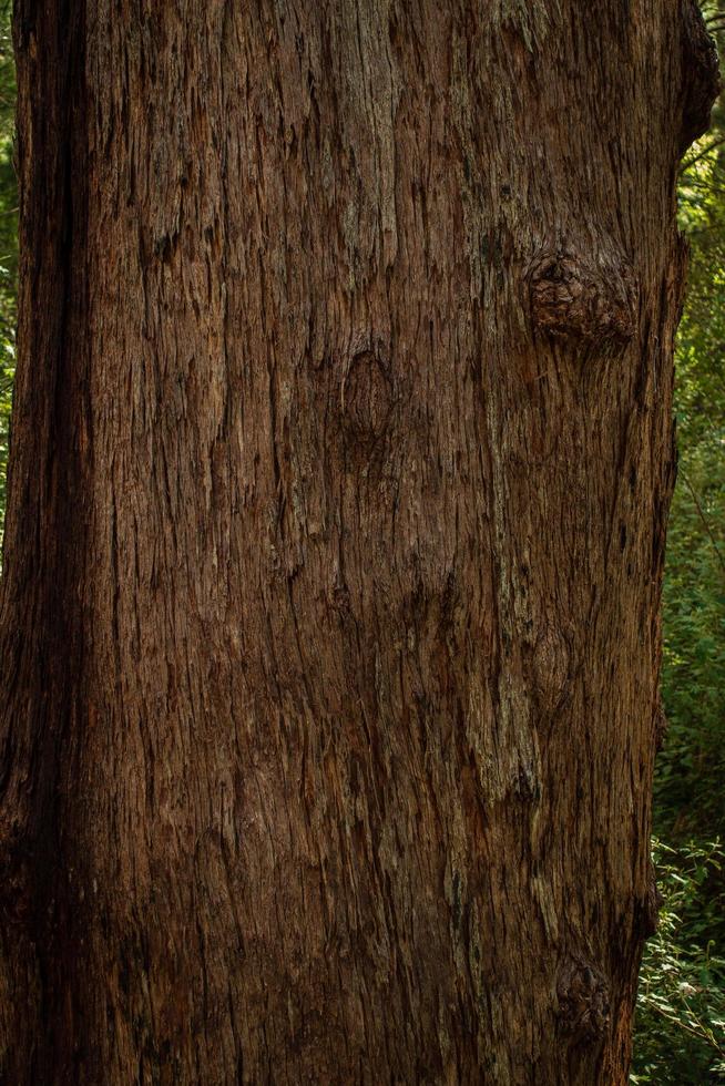 Giant Tingle tree texture photo