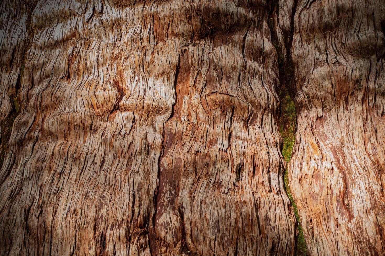 Textures of the Giant Tingle of Warpole photo