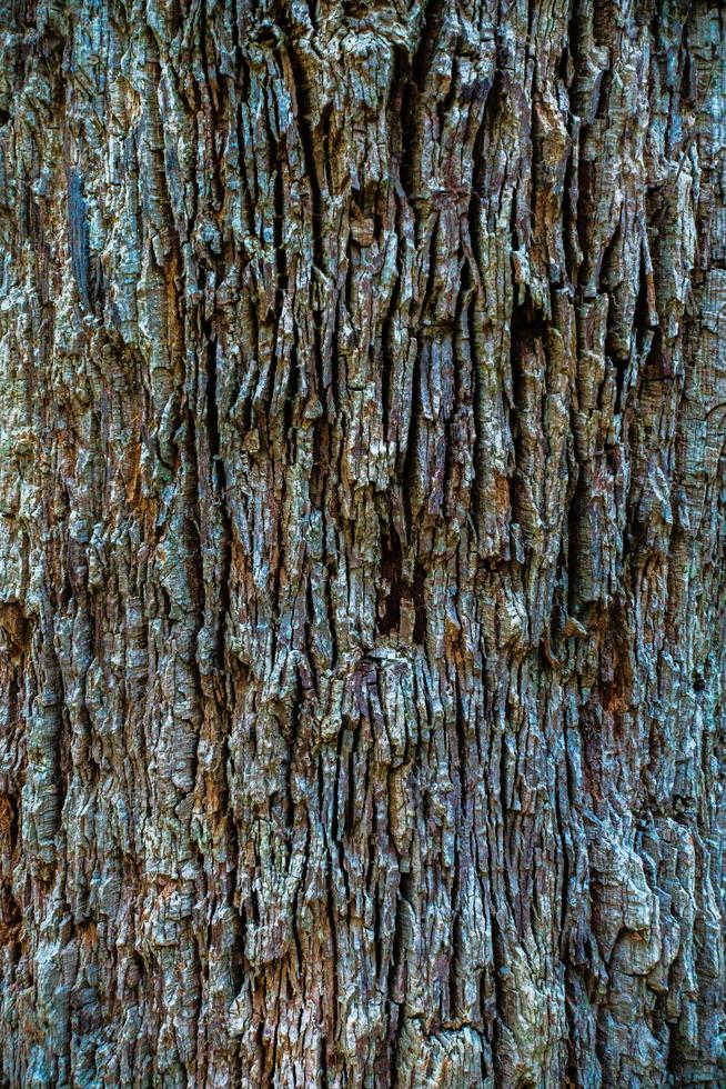 corteza de un árbol sheoak foto