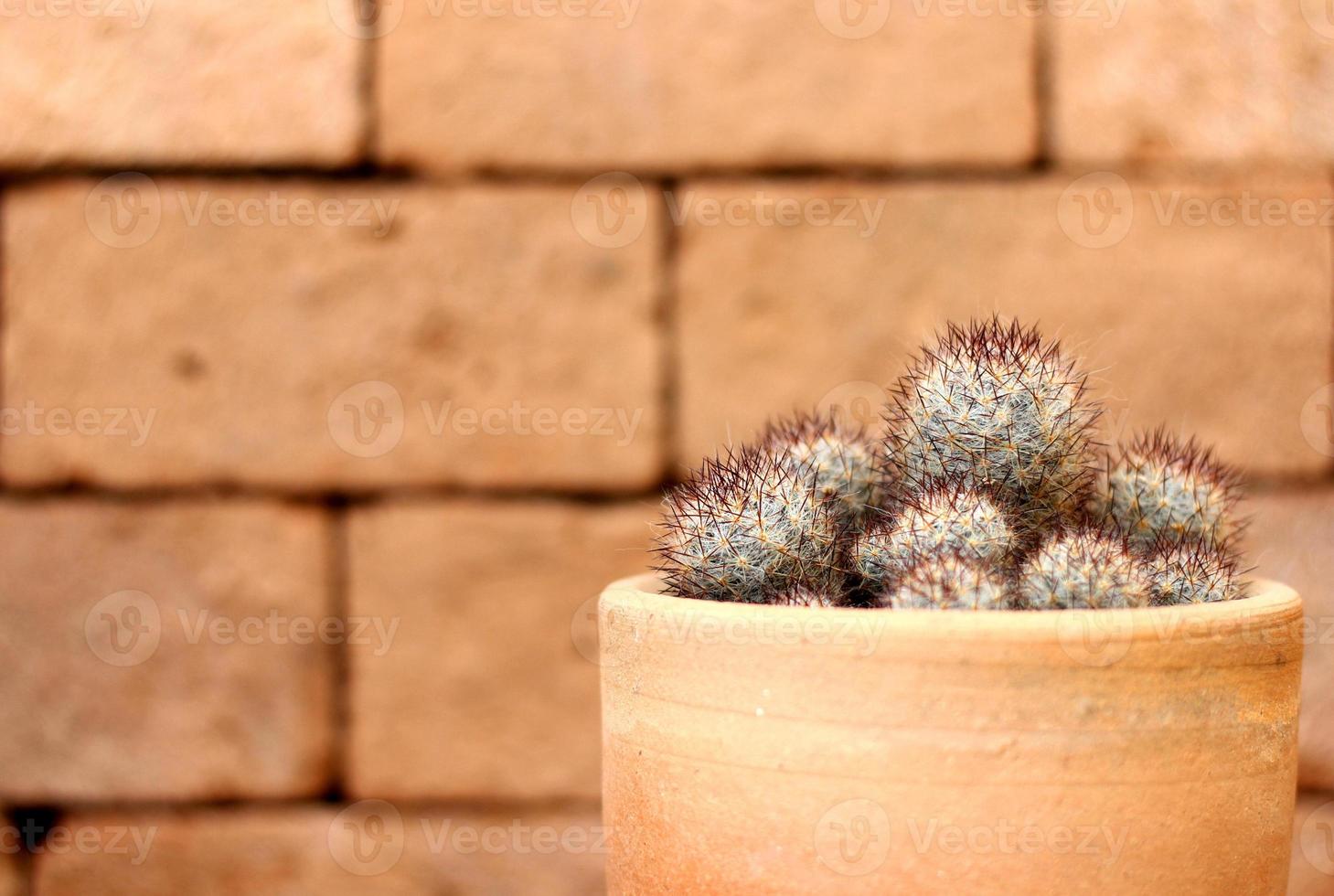 Cactus in plant pot with brick background photo