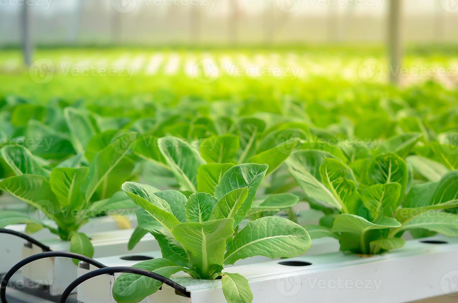 Growing green lettuce or organic salad vegetable With hydroponic systems in the greenhouse by controlling water and fertilizer using a small pipe Without soil for planting, digital smart farm photo