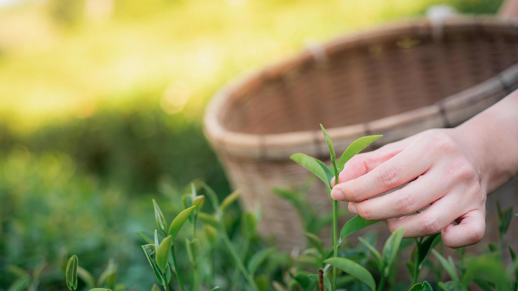 imagen de primer plano de la mano de un granjero recogiendo hojas de té del árbol y colocándolas en una cesta de bambú en una plantación de té foto