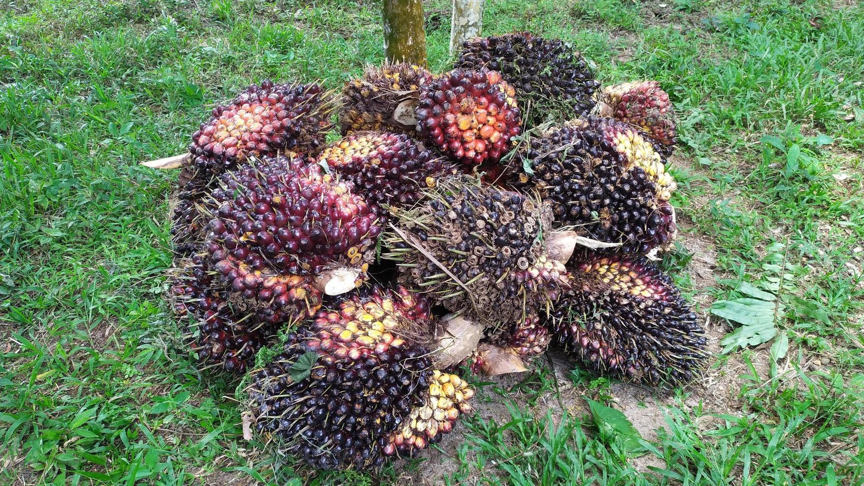 Oil palm fruit in an oil palm plantation. photo