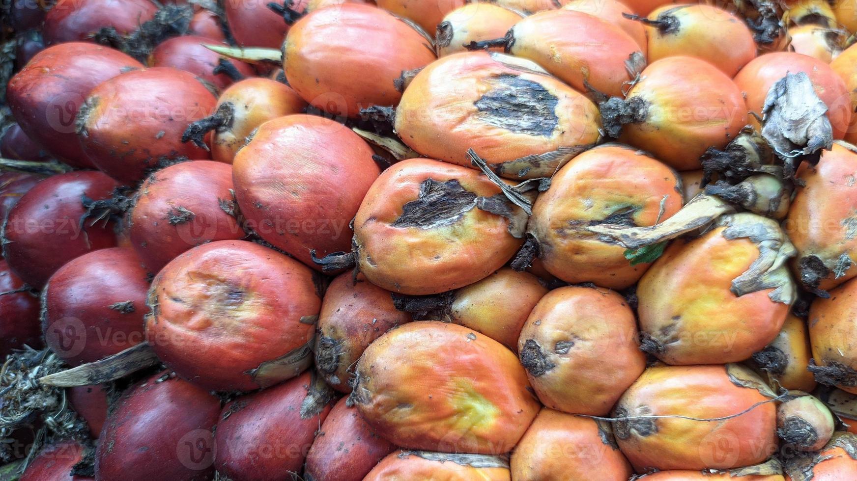 Close-up view of fresh oil palm fruit in an oil palm plantation. photo