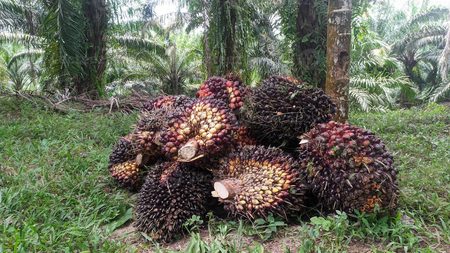 A group of oil palm fruits on a nature background.  Fresh palm oil from palm garden, plant. photo