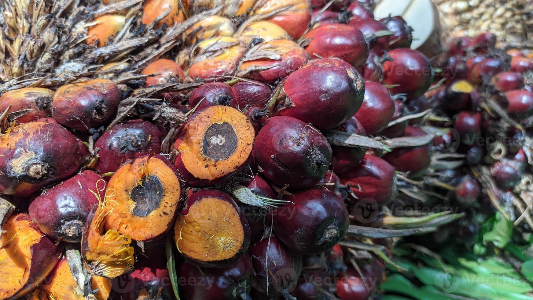 Close-up view of fresh oil palm fruit in an oil palm plantation. photo
