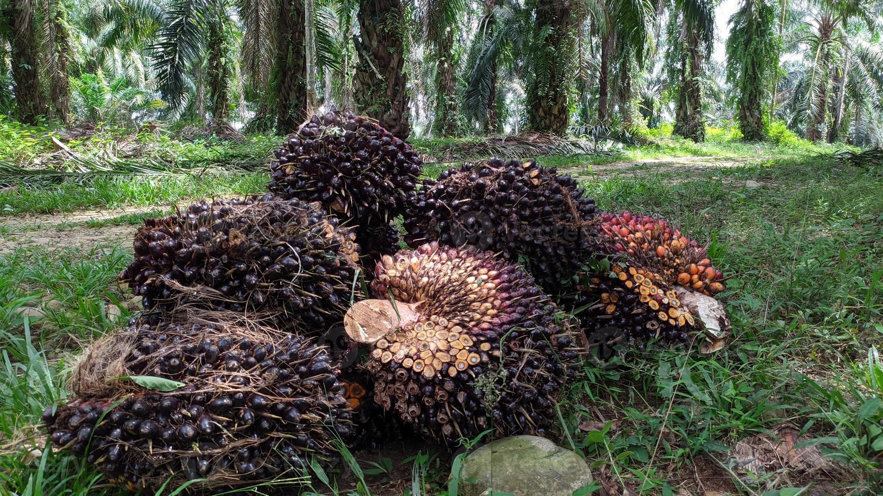 A group of oil palm fruits on a nature background.  Fresh palm oil from palm garden, plant. photo