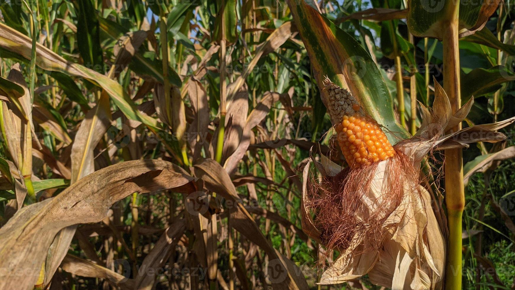 A selective focus picture of corn cob in organic corn field. photo