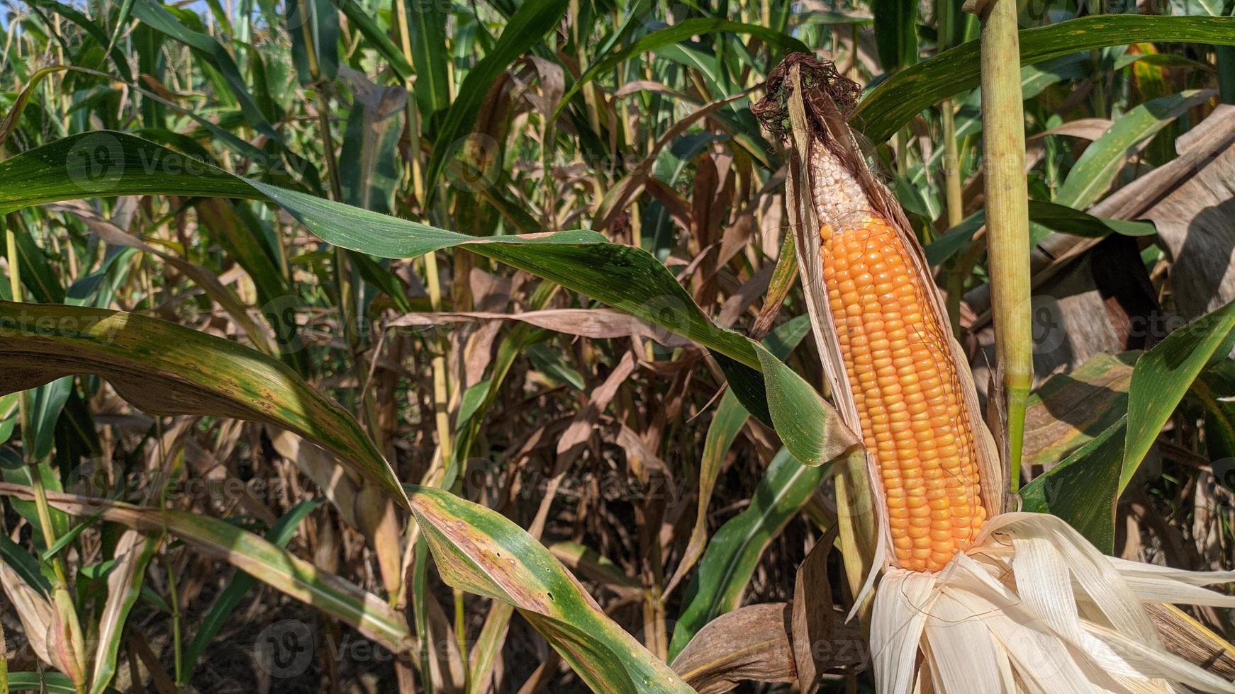 A selective focus picture of corn cob in organic corn field. photo