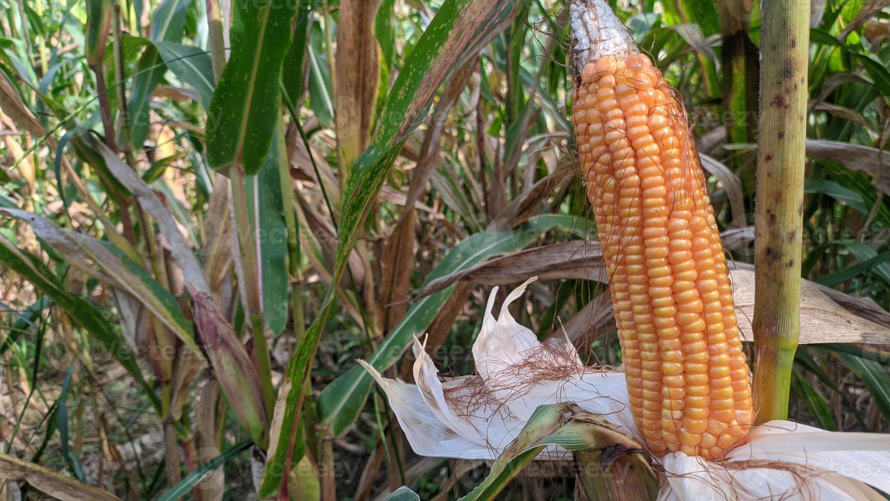 A selective focus picture of corn cob in organic corn field. photo