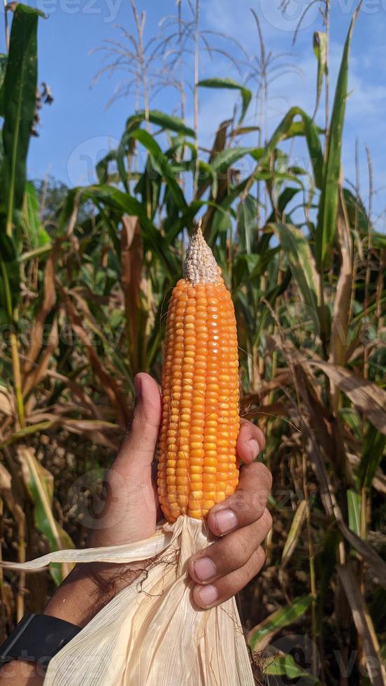 Ripe Corn Cobs are grasped in the Corn Field. photo