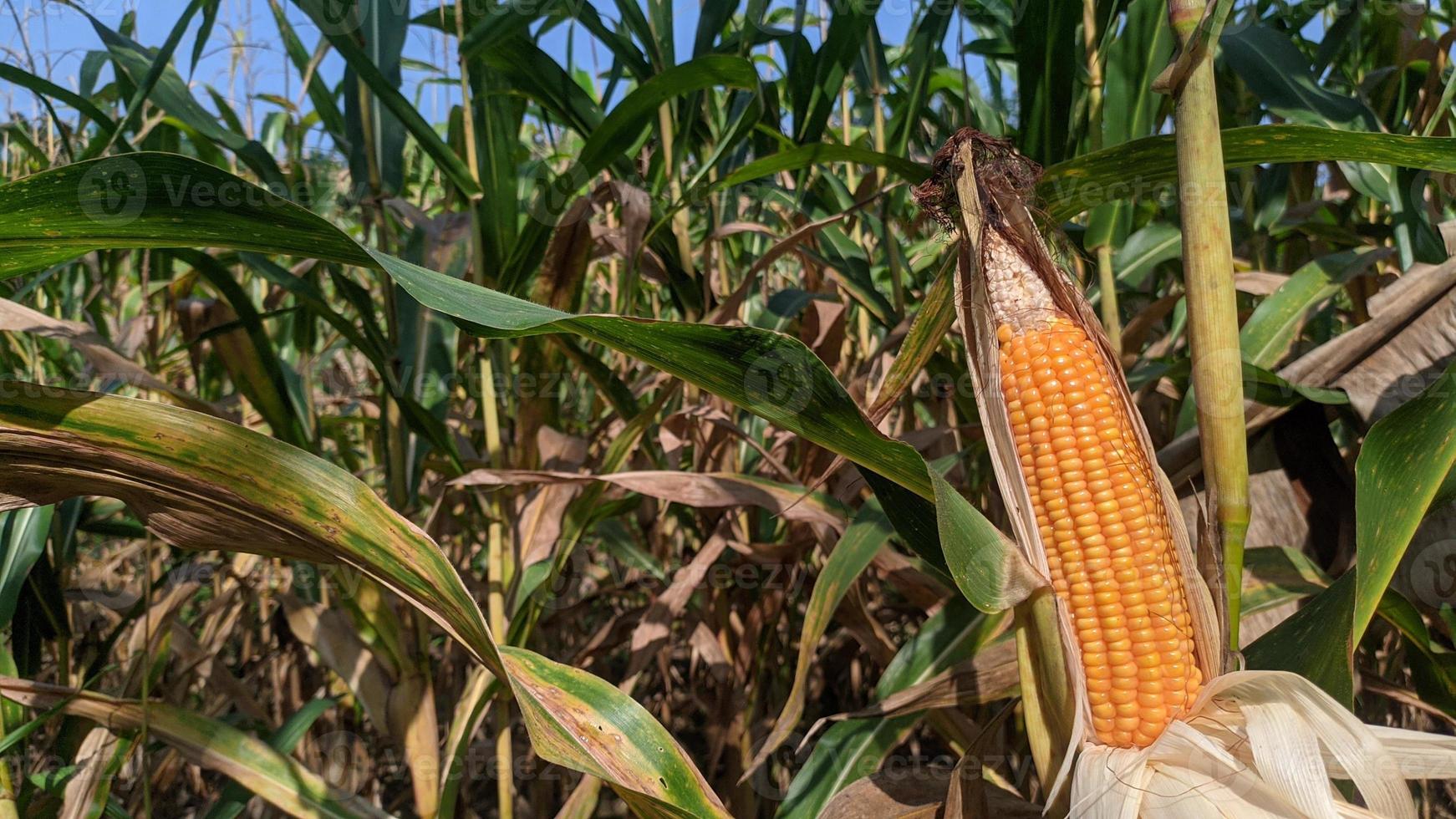 A selective focus picture of corn cob in organic corn field. photo