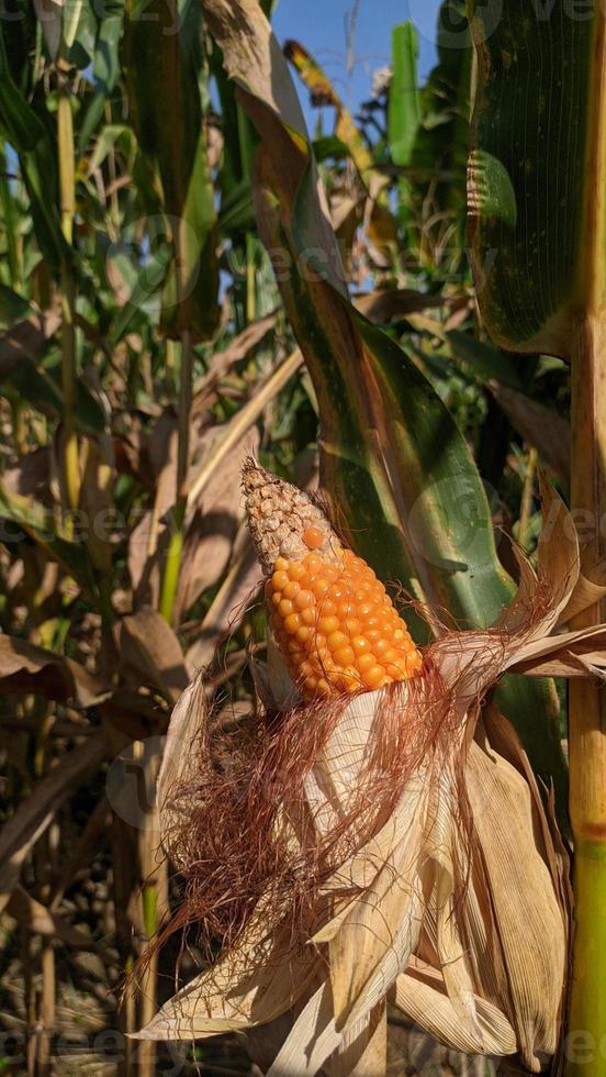 A selective focus picture of corn cob in organic corn field. photo