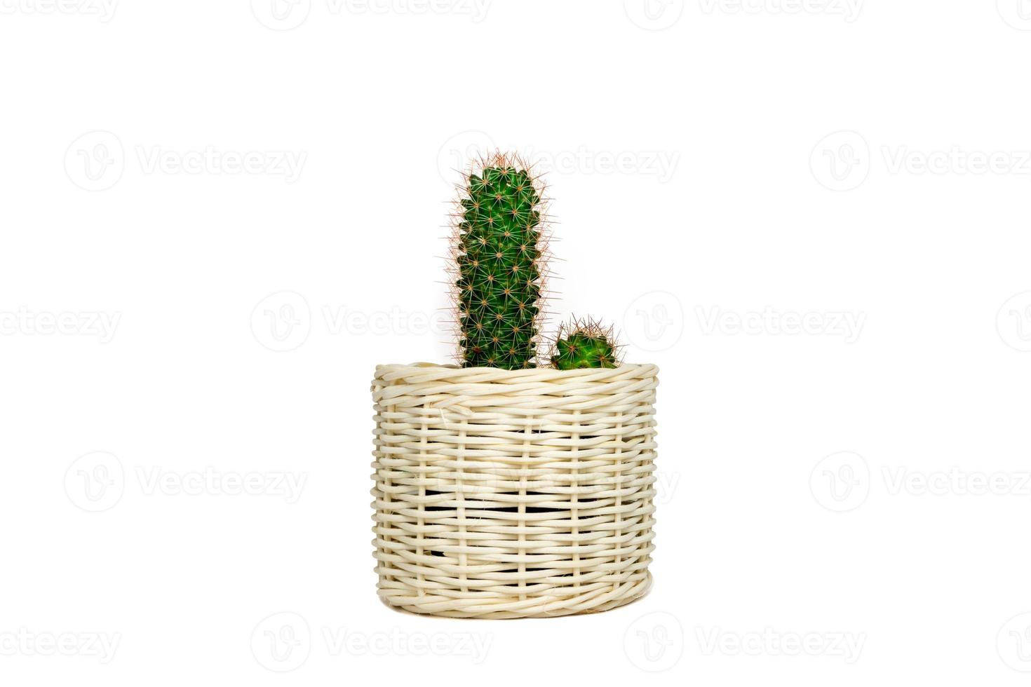 Small cactus mammillaria elongata in wooden basket potted isolated on white background with blank.Design for mockup.Scandinavian home plant decoration.Minimalist style. photo