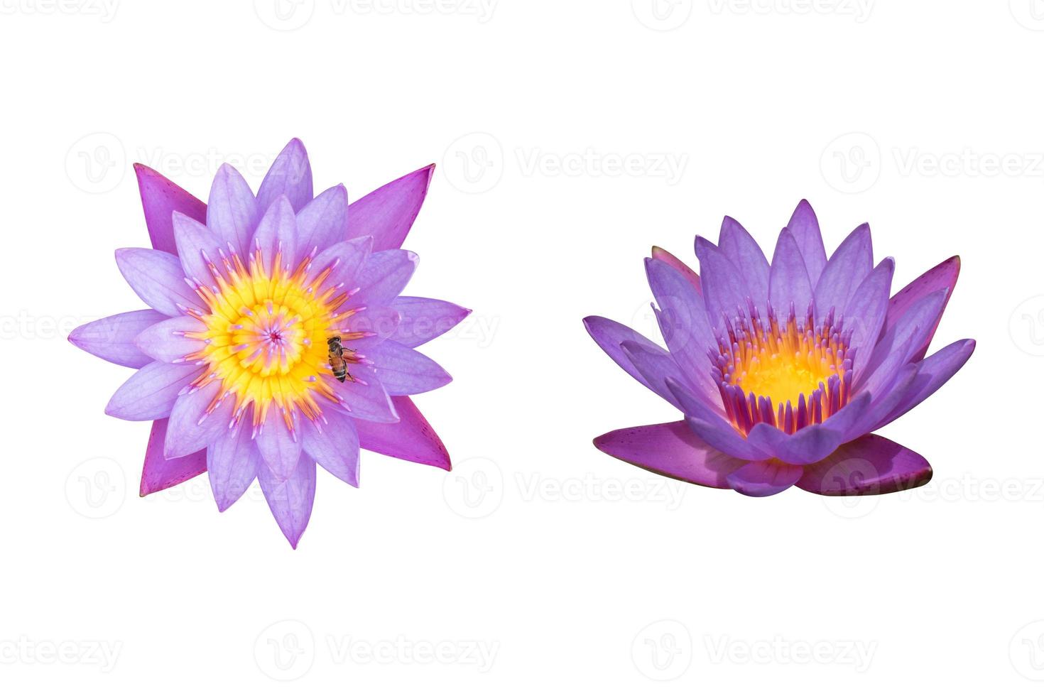 Beautiful two purple lotus flowers are blooming with bee on pollen isolated on white background.Clipping path included.Above and front view.Autumn season.Aquatic plant. photo
