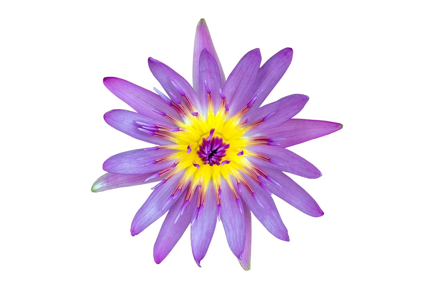 Close up of pink lotus or waterlily flower is blooming isolated on white background.Clipping path included. photo