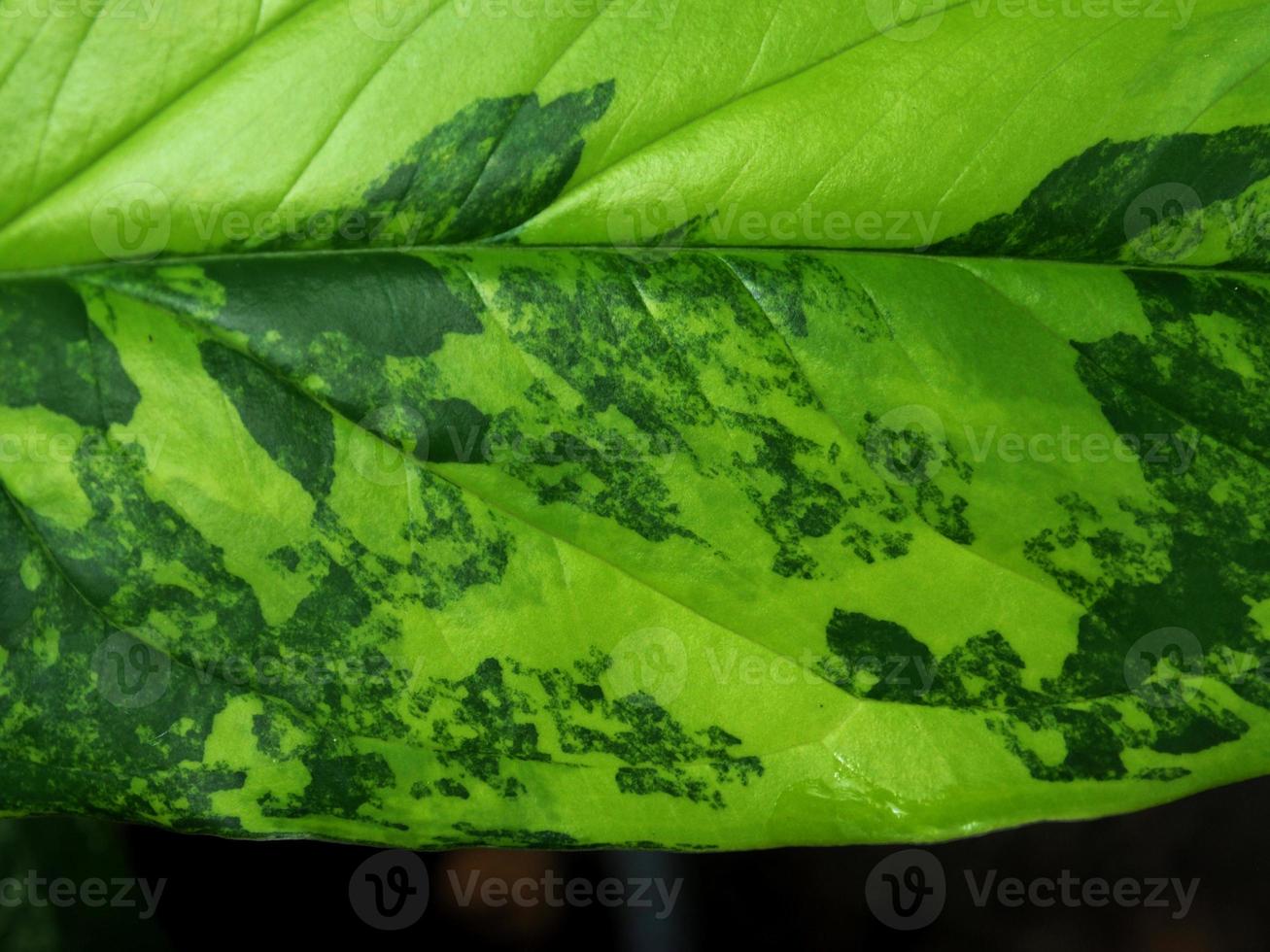 variegated plant and raindrop photo