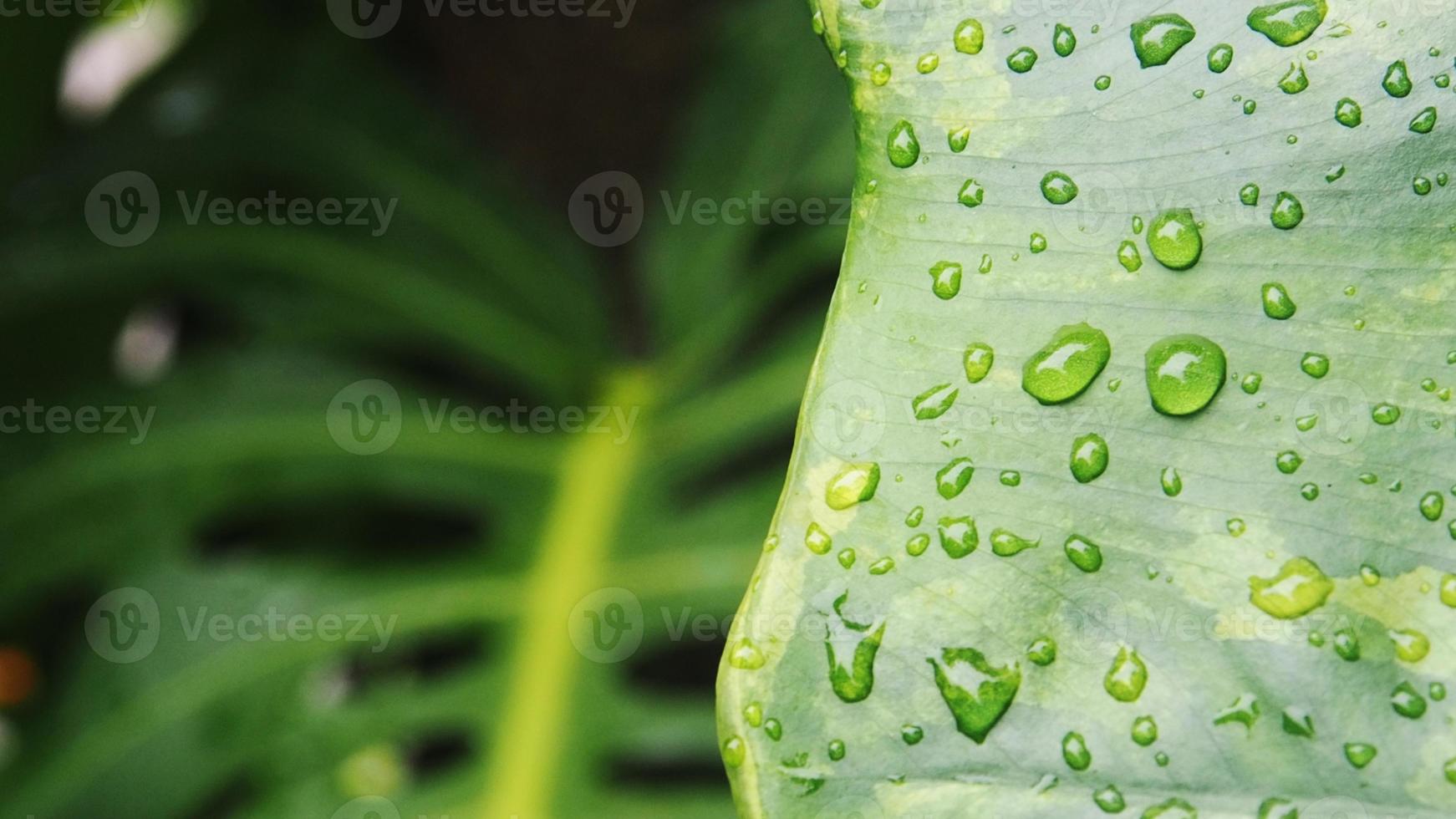 variegated plant and raindrop photo