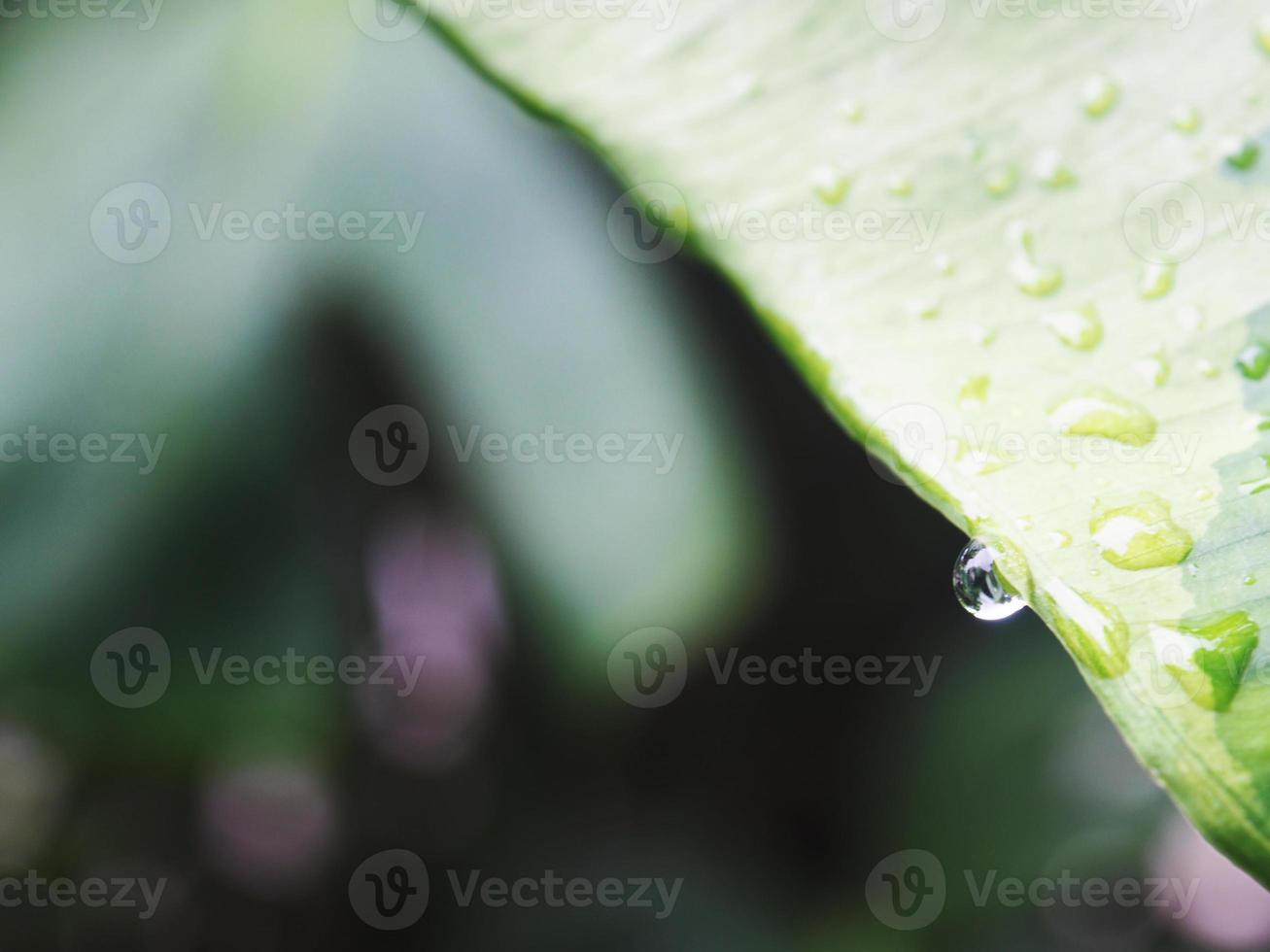 variegated plant and raindrop photo