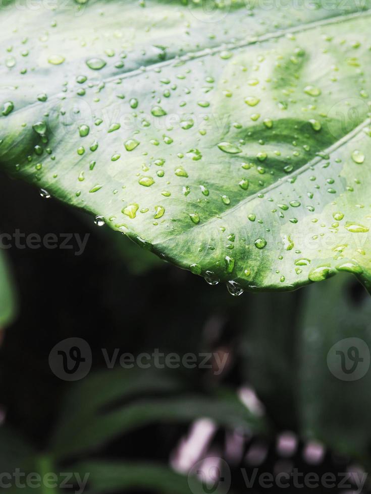 variegated plant and raindrop photo