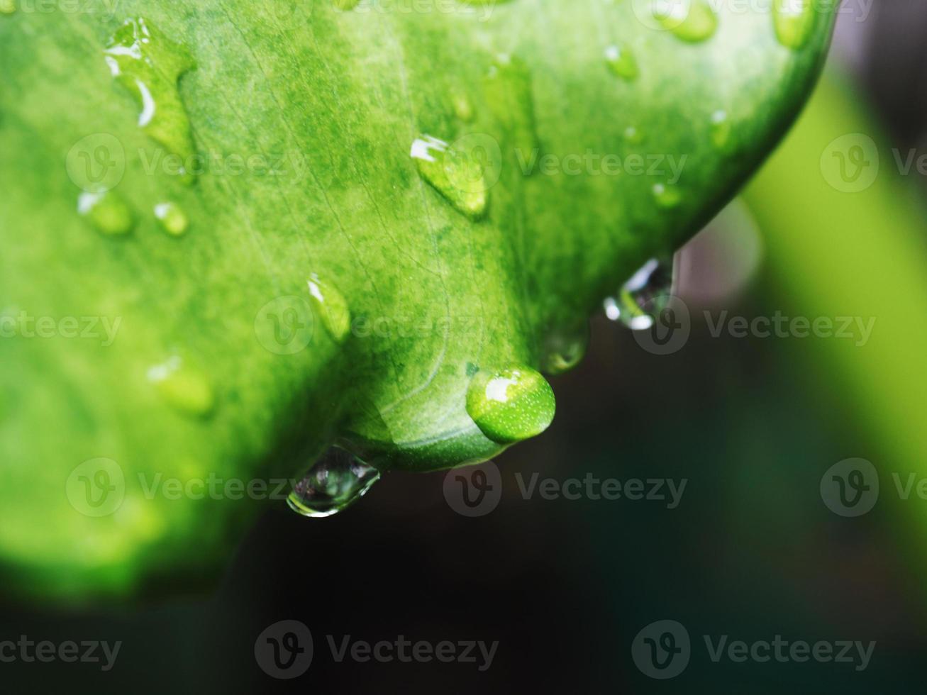 variegated plant and raindrop photo