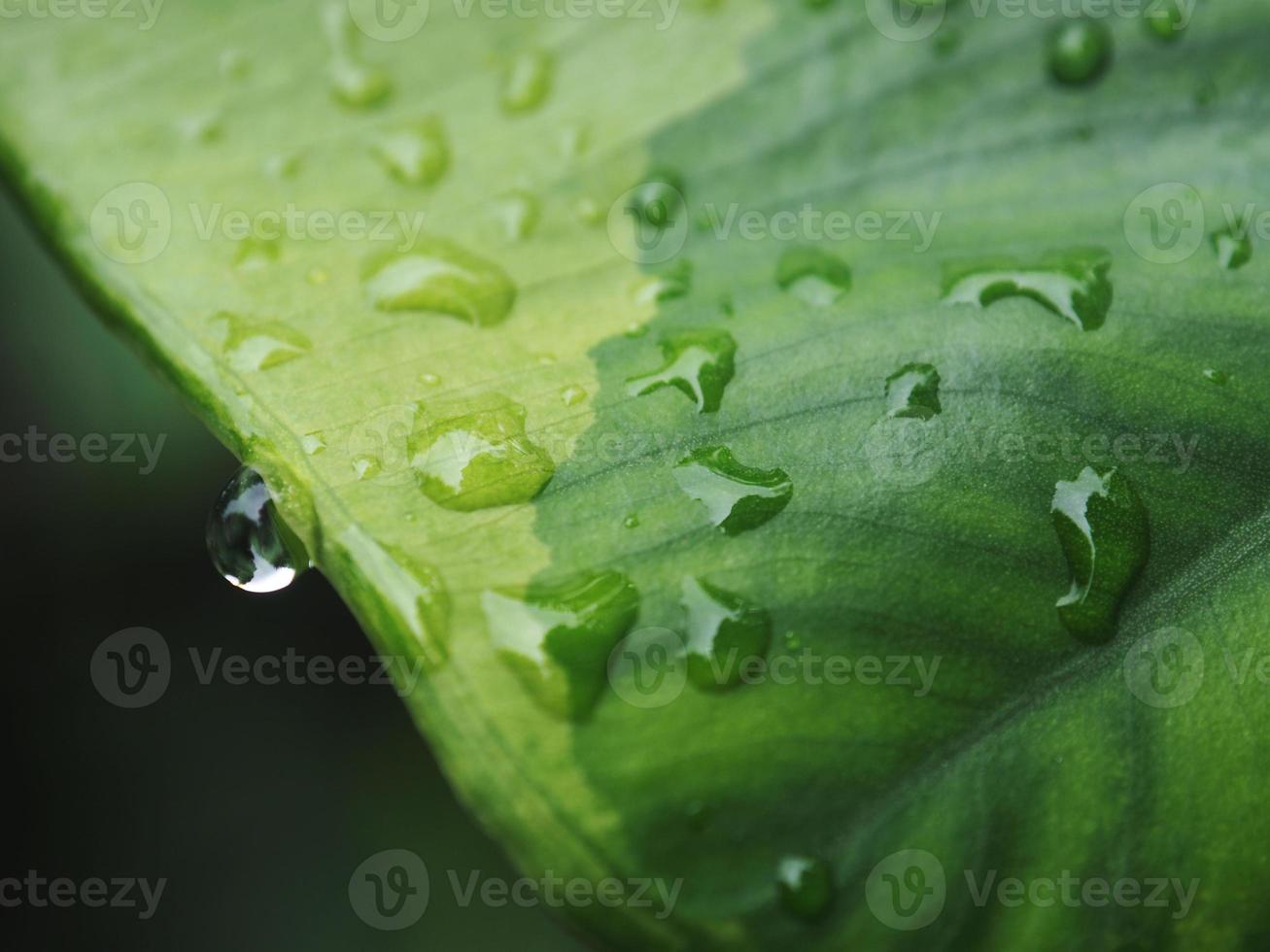 variegated plant and raindrop photo