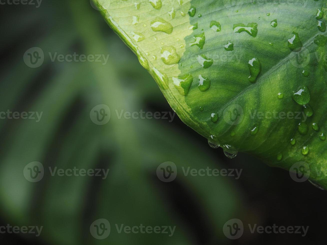 variegated plant and raindrop photo