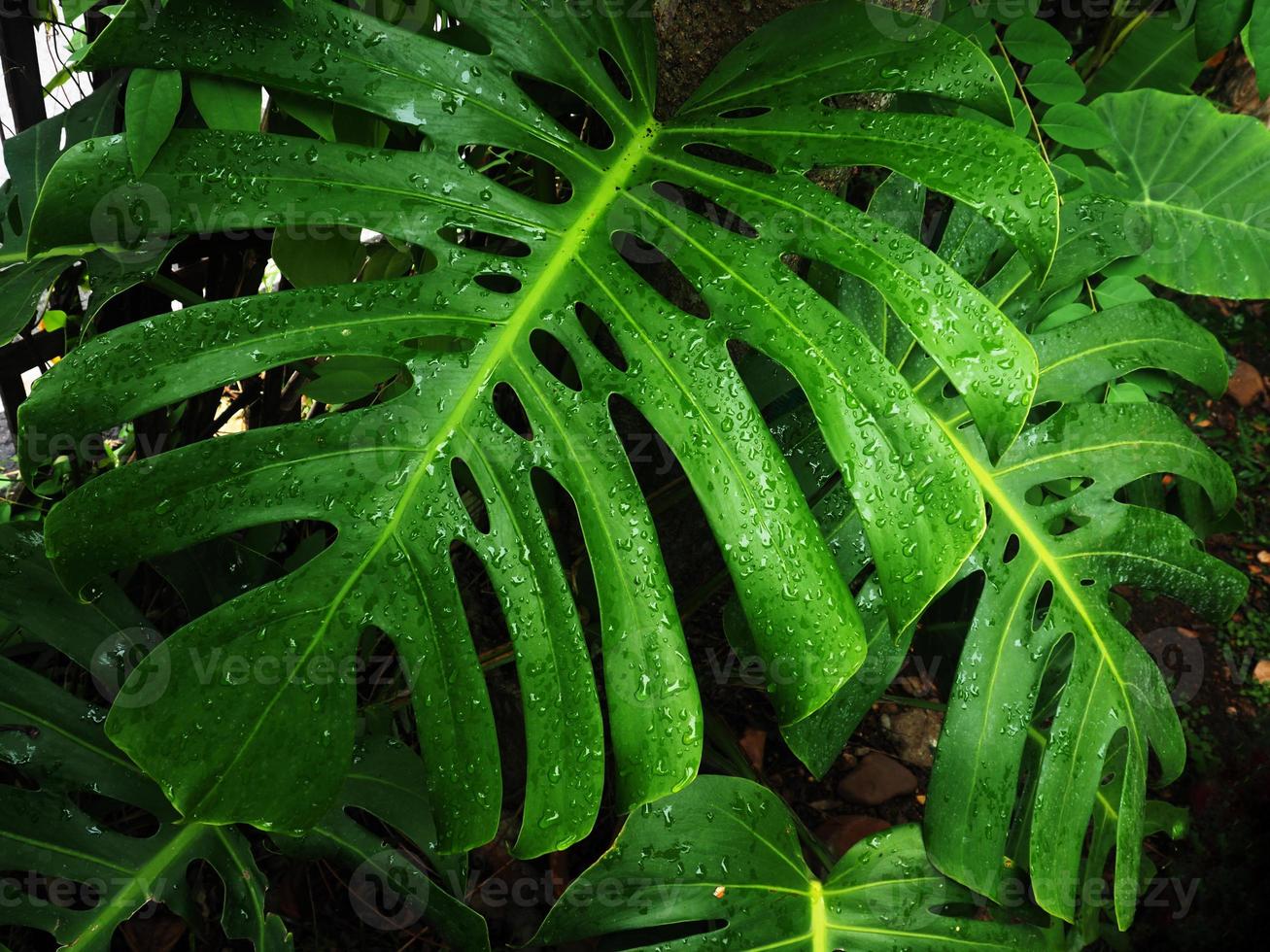 giant green monstera and background geen  fresh photo