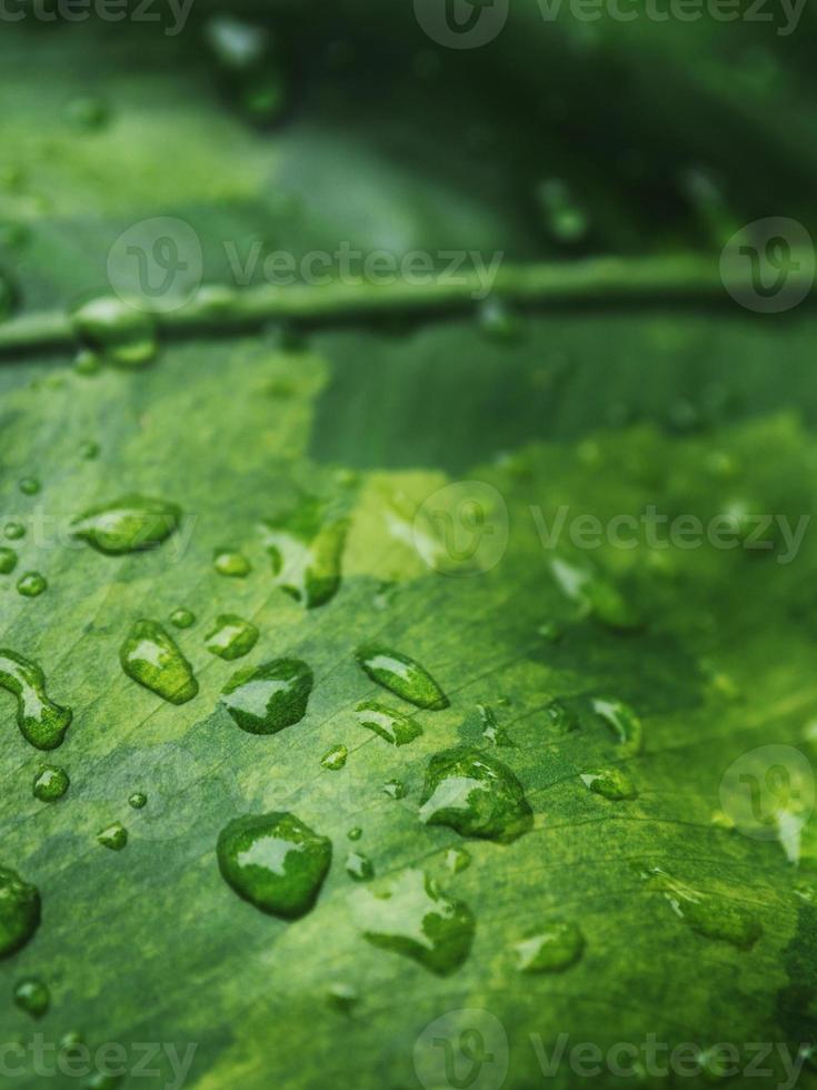 variegated plant and raindrop photo